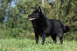 SCHIPPERKE 709